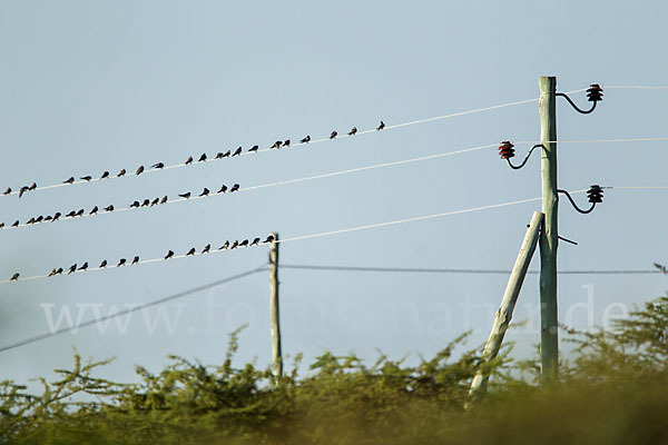 Rauchschwalbe (Hirundo rustica)