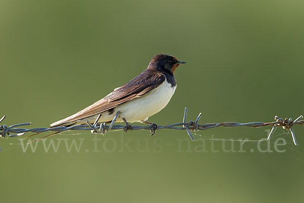 Rauchschwalbe (Hirundo rustica)