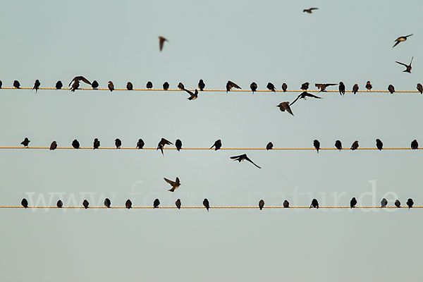 Rauchschwalbe (Hirundo rustica)