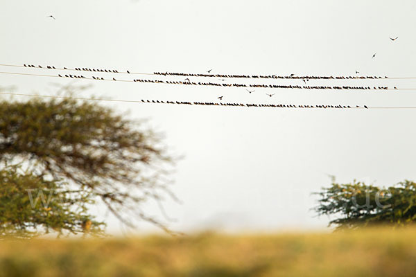 Rauchschwalbe (Hirundo rustica)