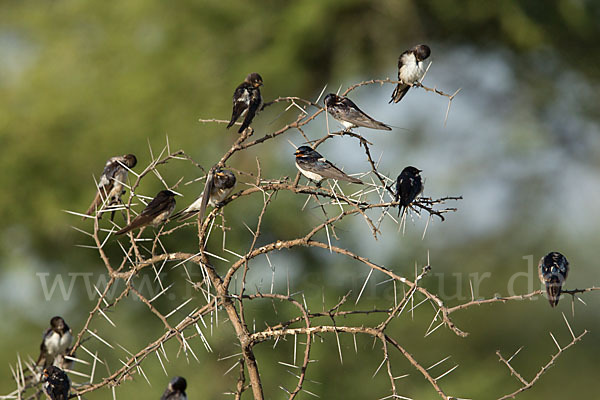 Rauchschwalbe (Hirundo rustica)