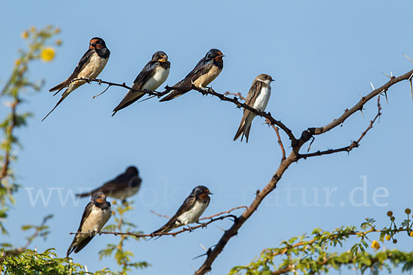 Rauchschwalbe (Hirundo rustica)