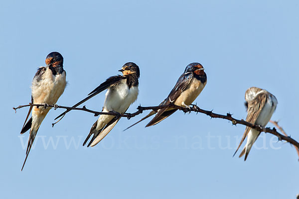 Rauchschwalbe (Hirundo rustica)