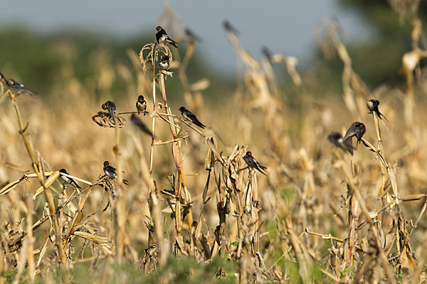 Rauchschwalbe (Hirundo rustica)