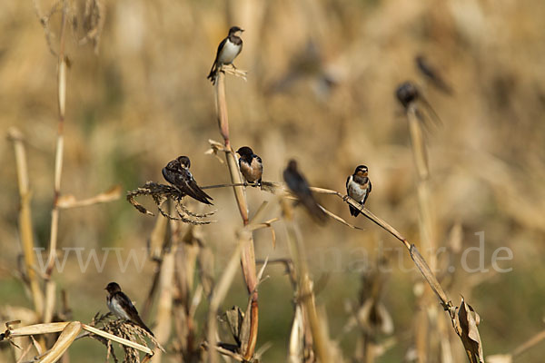 Rauchschwalbe (Hirundo rustica)