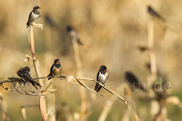 Rauchschwalbe (Hirundo rustica)