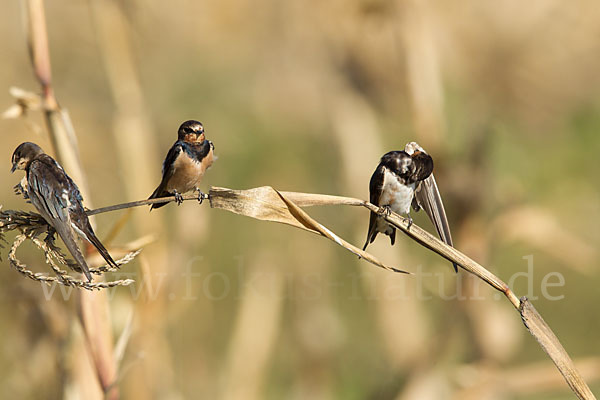 Rauchschwalbe (Hirundo rustica)