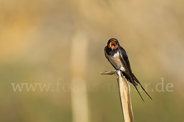 Rauchschwalbe (Hirundo rustica)