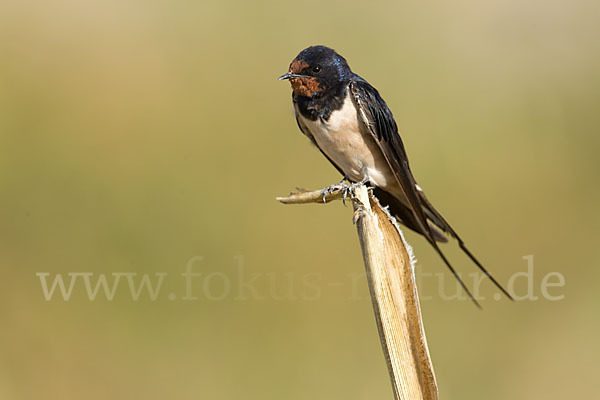 Rauchschwalbe (Hirundo rustica)