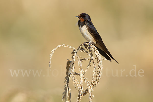 Rauchschwalbe (Hirundo rustica)