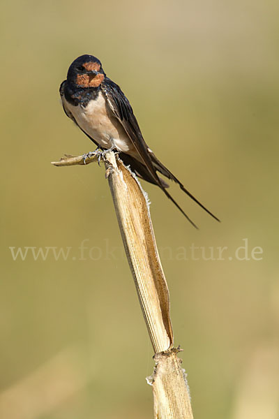 Rauchschwalbe (Hirundo rustica)