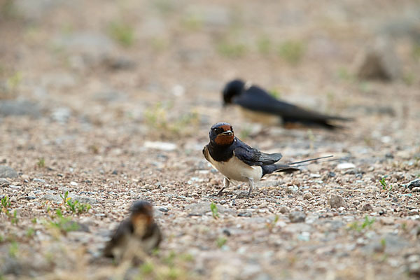 Rauchschwalbe (Hirundo rustica)