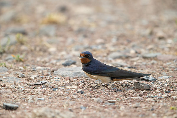 Rauchschwalbe (Hirundo rustica)