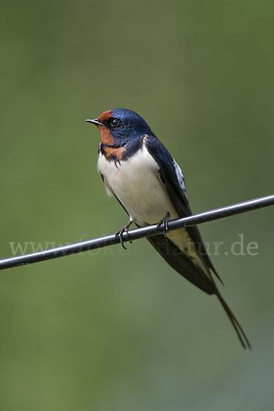 Rauchschwalbe (Hirundo rustica)