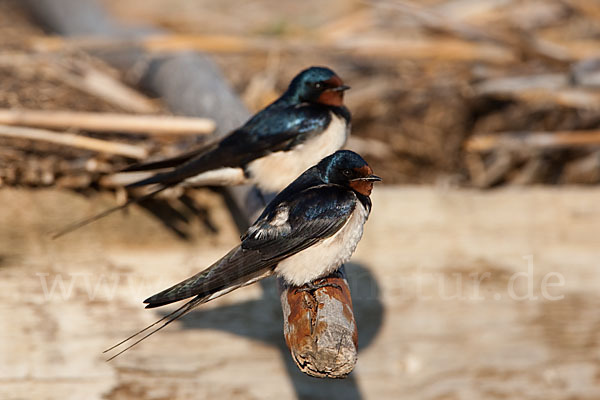 Rauchschwalbe (Hirundo rustica)