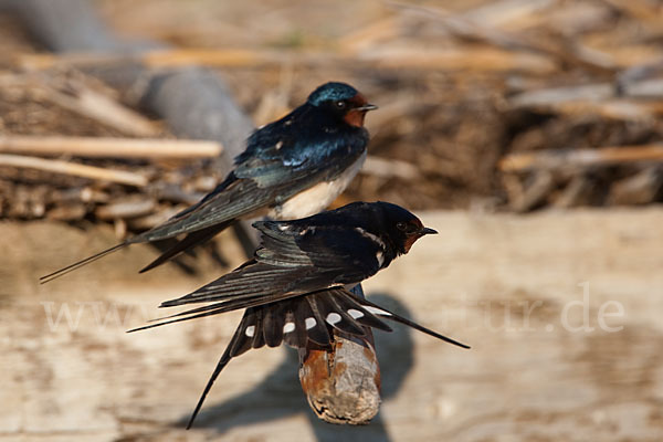 Rauchschwalbe (Hirundo rustica)