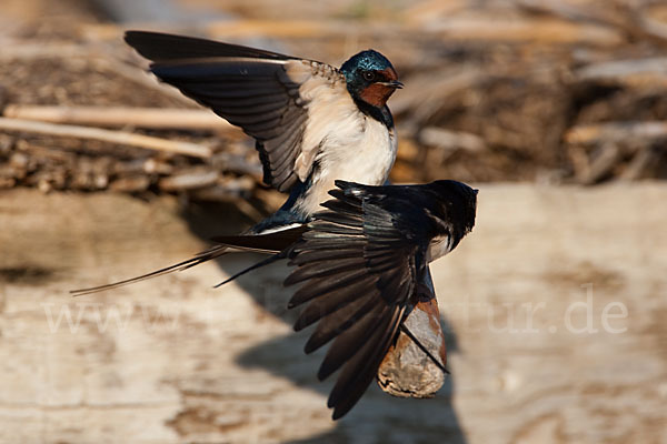 Rauchschwalbe (Hirundo rustica)