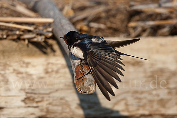 Rauchschwalbe (Hirundo rustica)