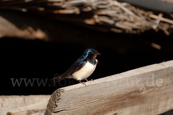 Rauchschwalbe (Hirundo rustica)