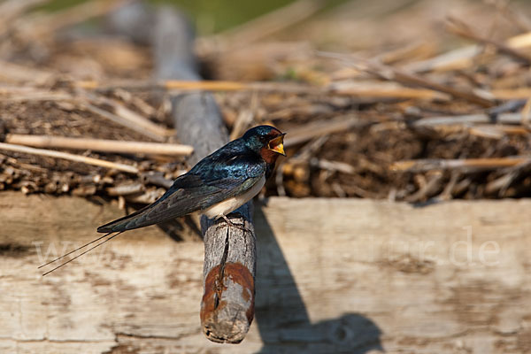 Rauchschwalbe (Hirundo rustica)