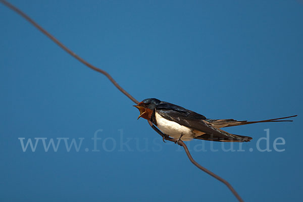 Rauchschwalbe (Hirundo rustica)