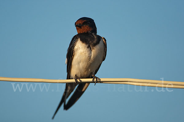 Rauchschwalbe (Hirundo rustica)