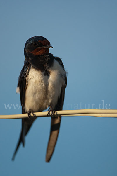 Rauchschwalbe (Hirundo rustica)