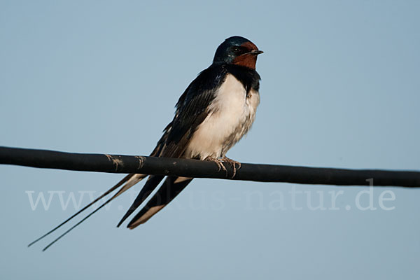 Rauchschwalbe (Hirundo rustica)