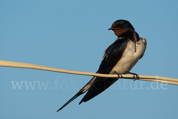 Rauchschwalbe (Hirundo rustica)