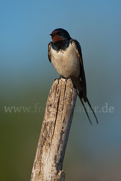 Rauchschwalbe (Hirundo rustica)