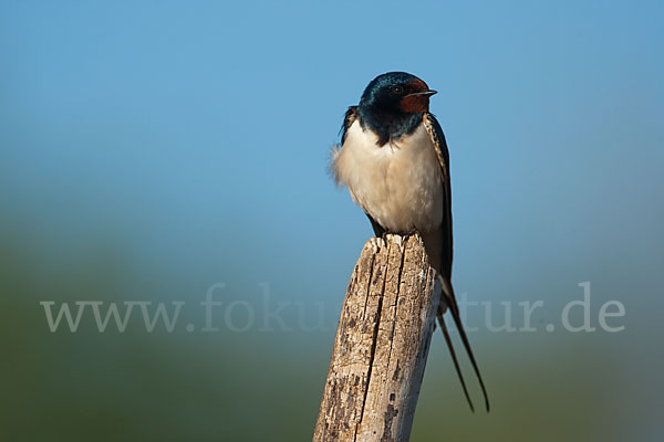 Rauchschwalbe (Hirundo rustica)