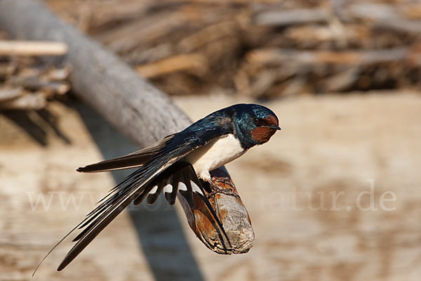 Rauchschwalbe (Hirundo rustica)