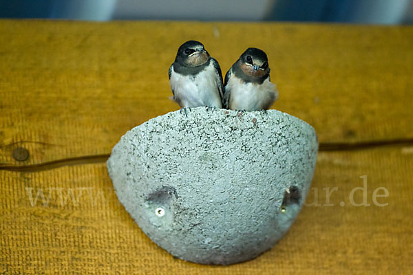 Rauchschwalbe (Hirundo rustica)