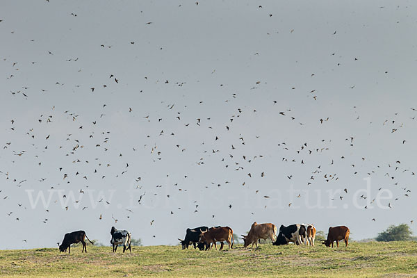 Rauchschwalbe (Hirundo rustica)