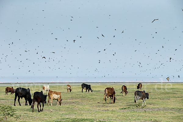 Rauchschwalbe (Hirundo rustica)