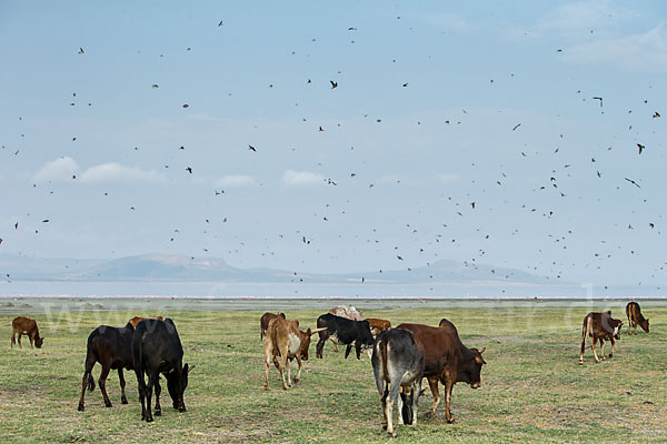 Rauchschwalbe (Hirundo rustica)