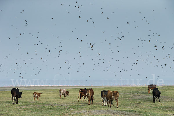 Rauchschwalbe (Hirundo rustica)