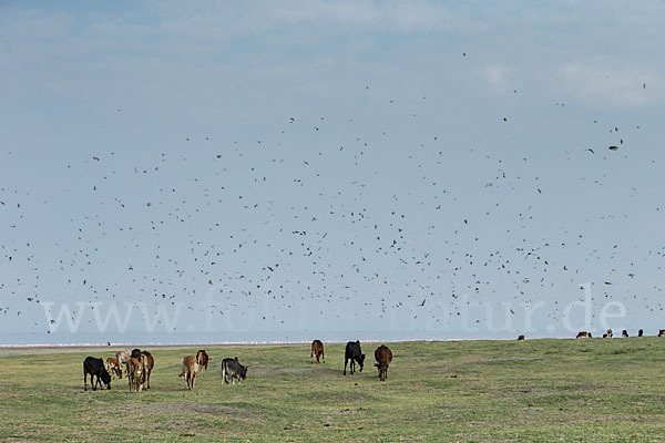 Rauchschwalbe (Hirundo rustica)