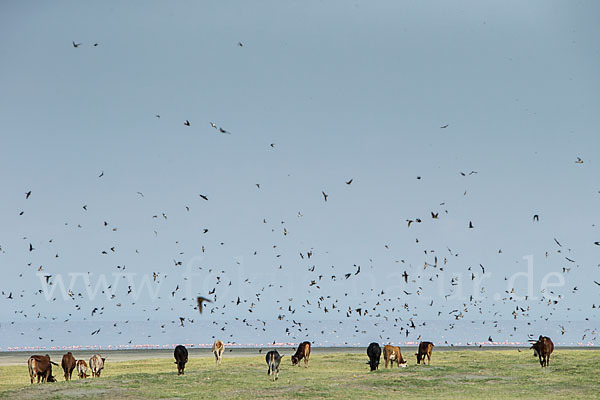 Rauchschwalbe (Hirundo rustica)