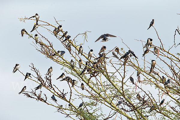 Rauchschwalbe (Hirundo rustica)