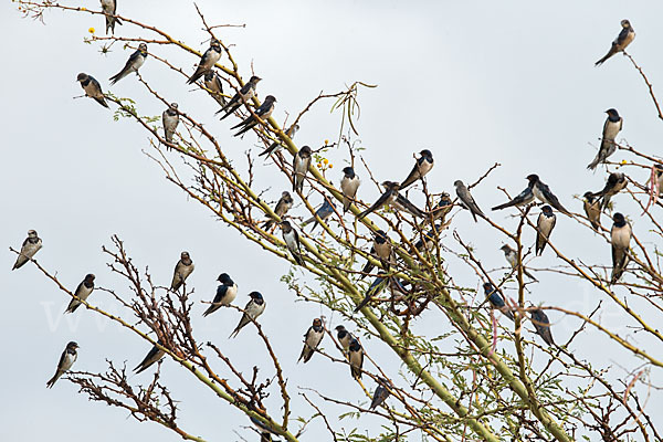 Rauchschwalbe (Hirundo rustica)