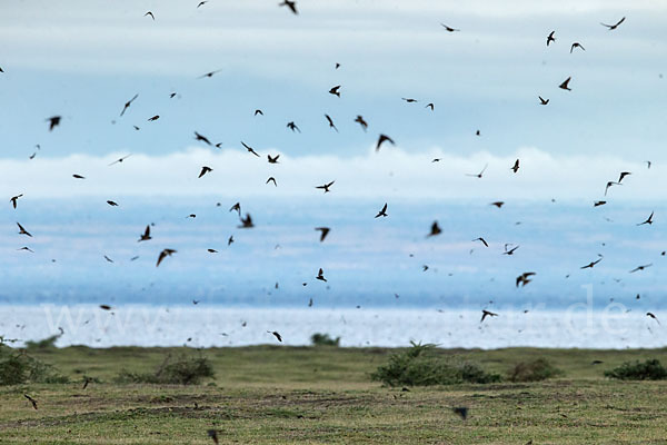 Rauchschwalbe (Hirundo rustica)