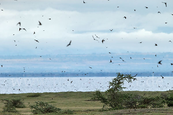 Rauchschwalbe (Hirundo rustica)