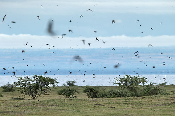 Rauchschwalbe (Hirundo rustica)