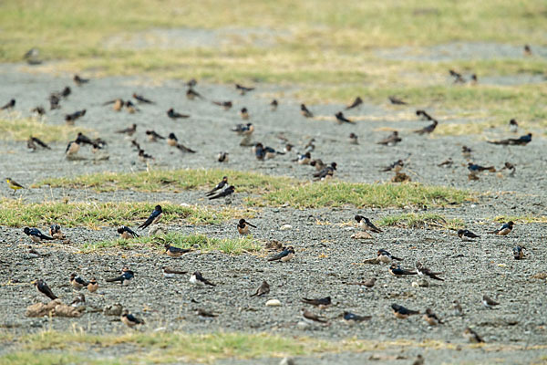 Rauchschwalbe (Hirundo rustica)