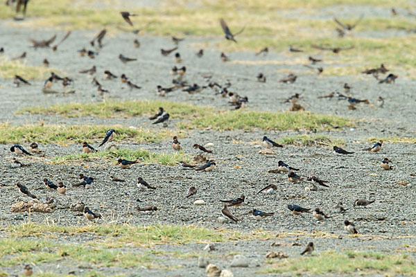 Rauchschwalbe (Hirundo rustica)