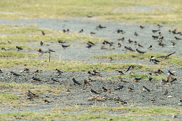 Rauchschwalbe (Hirundo rustica)