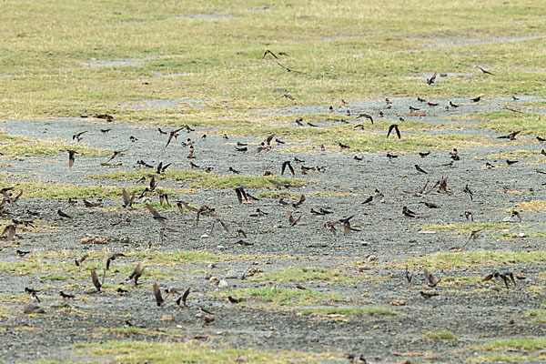 Rauchschwalbe (Hirundo rustica)