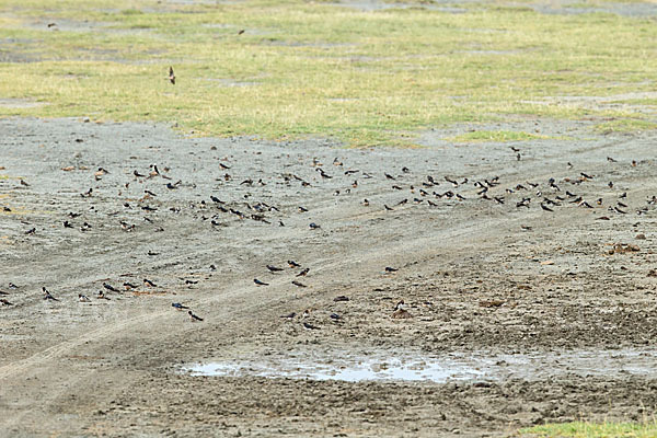 Rauchschwalbe (Hirundo rustica)