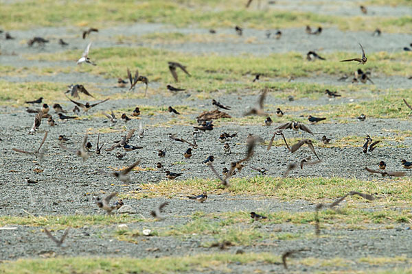 Rauchschwalbe (Hirundo rustica)